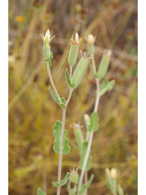 Mentzelia albescens (Wavyleaf blazingstar) #44026