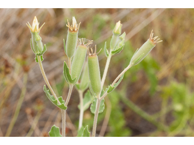 Mentzelia albescens (Wavyleaf blazingstar) #44027