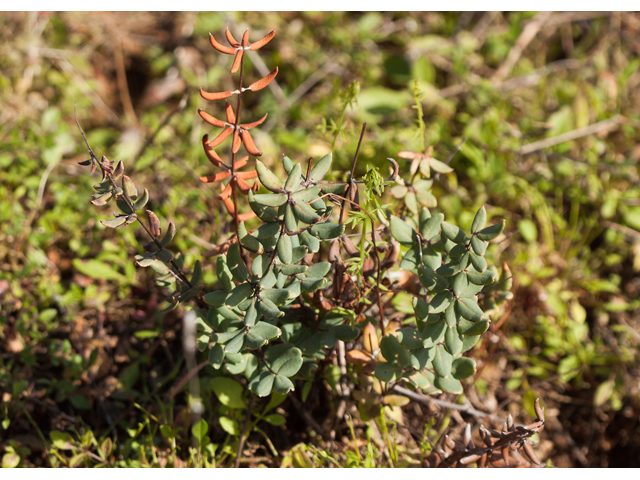 Pellaea wrightiana (Wright's cliffbrake fern) #44033