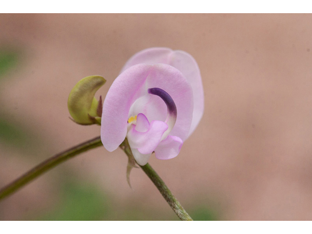 Strophostyles leiosperma (Slickseed fuzzybean) #44035