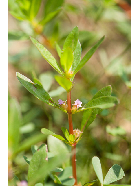 Rotala ramosior (Lowland rotala) #44042