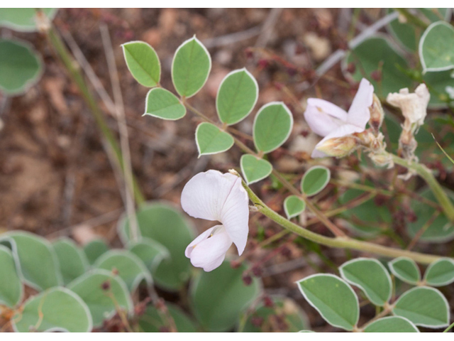 Tephrosia lindheimeri (Lindheimer's hoarypea) #44045