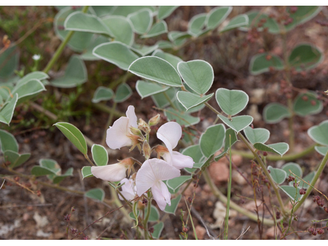 Tephrosia lindheimeri (Lindheimer's hoarypea) #44046