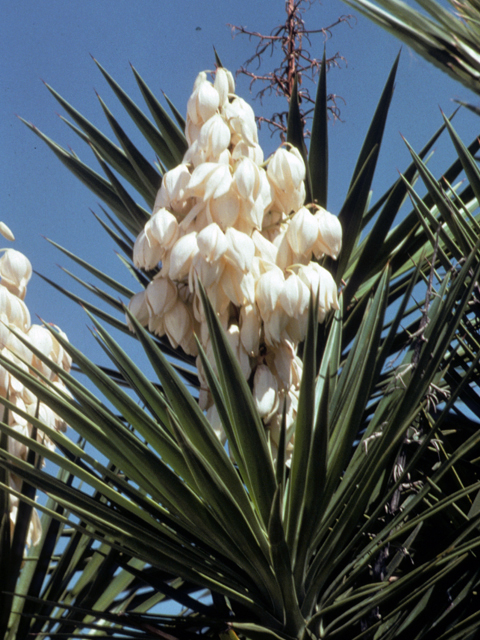 Yucca treculeana (Spanish dagger) #25207