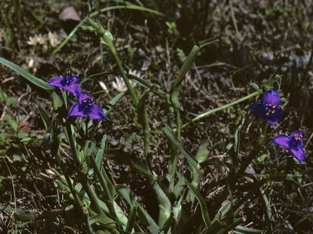 Tradescantia tharpii (Tharp's spiderwort) #25226