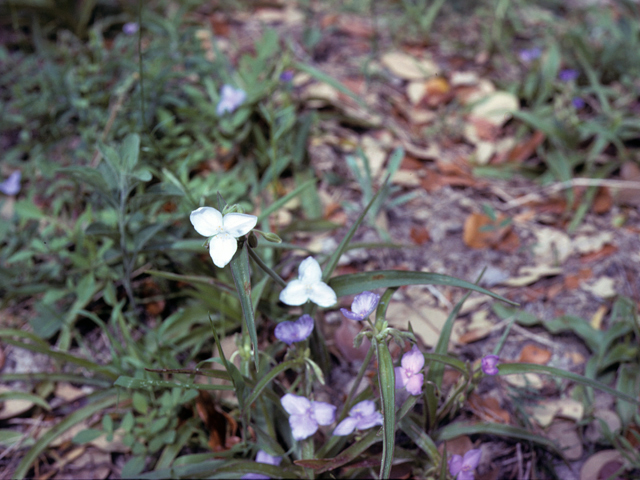 Tradescantia humilis (Texas spiderwort) #25229