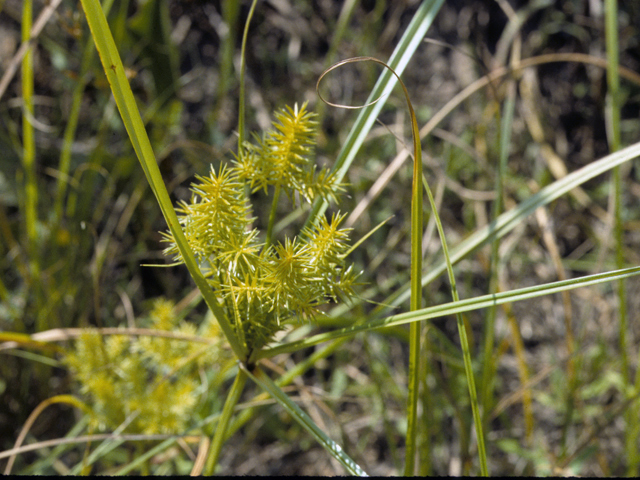 Cyperus odoratus (Fragrant flatsedge) #25233