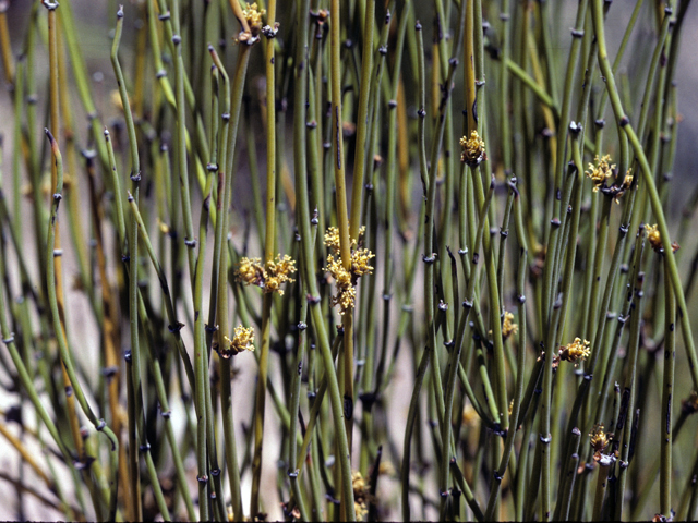 Ephedra trifurca (Ephedra) #25239