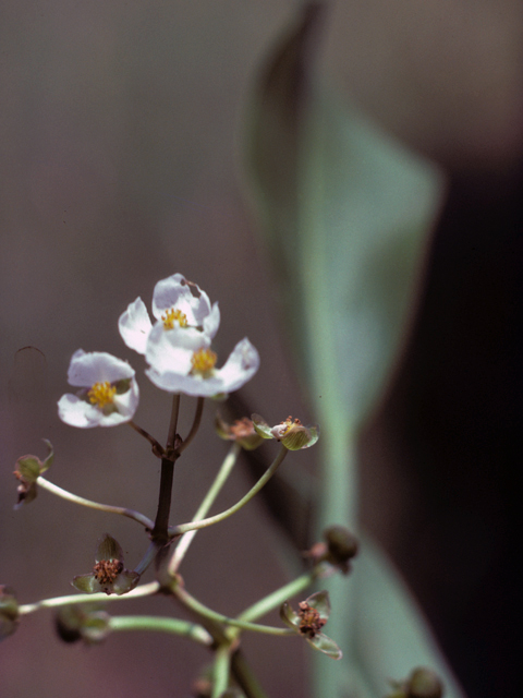 Sagittaria lancifolia (Lanceleaf arrowhead) #25246