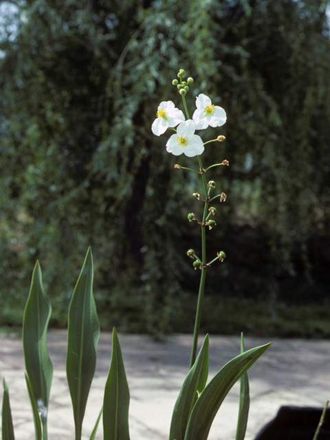 Sagittaria papillosa (Nipplebract arrowhead) #25247