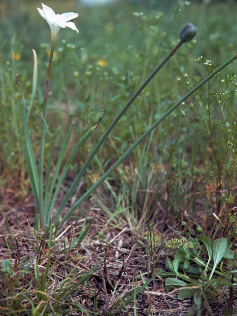 Cooperia traubii (Traub's rainlily) #25258