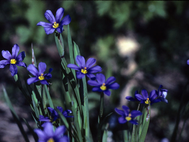 Sisyrinchium minus (Dwarf blue-eyed-grass) #25271