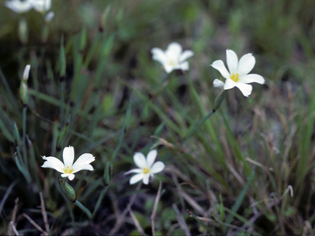 Sisyrinchium atlanticum (Eastern blue-eyed grass) #25277