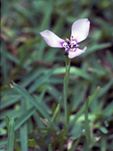 Herbertia lahue (Prairie nymph) #25286