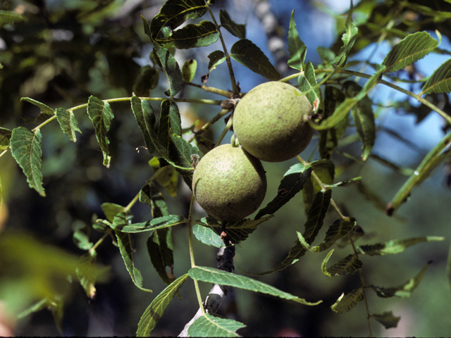 Juglans major (Arizona walnut) #25298