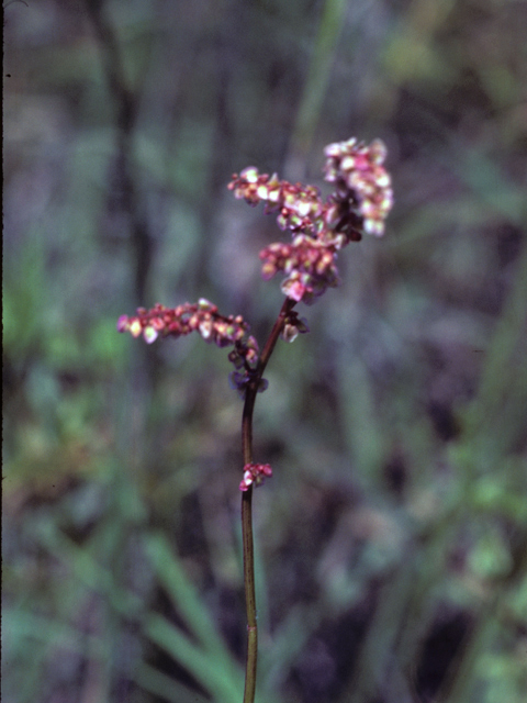 Polygonum amphibium (Water knotweed) #25311