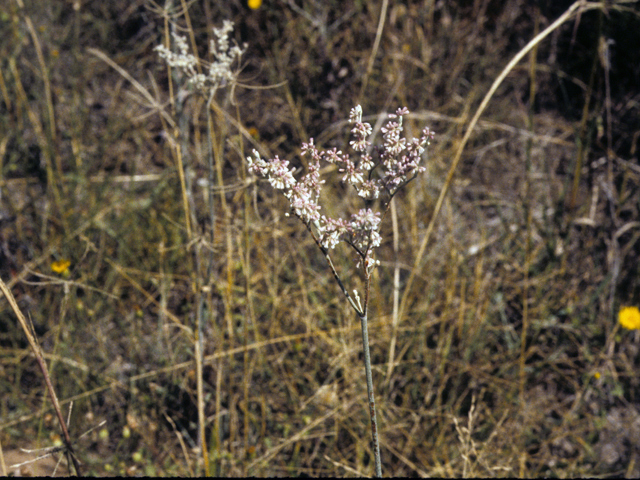 Polygonum pensylvanicum (Pennsylvania smartweed) #25312