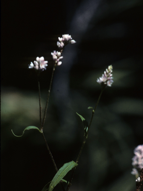 Froelichia floridana (Plains snakecotton) #25317