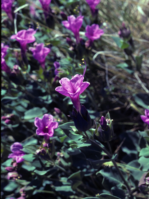 Mirabilis multiflora (Colorado four o'clock) #25322