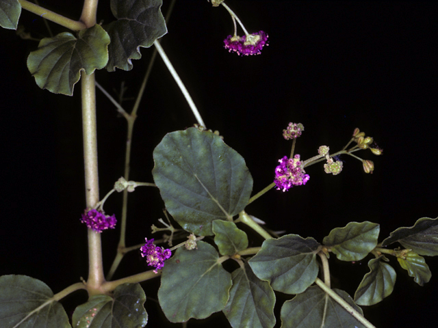 Boerhavia diffusa (Red spiderling) #25333