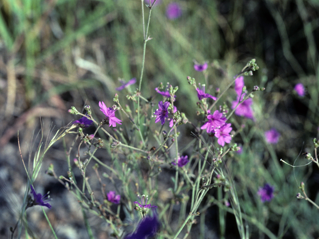 Boerhavia linearifolia (Narrowleaf spiderling) #25334