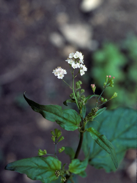 Boerhavia erecta (Erect spiderling) #25335