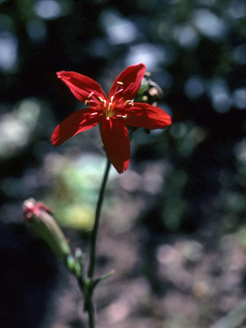 Silene subciliata (Prairie-fire pink) #25347