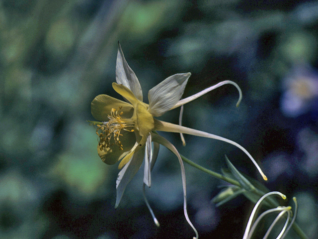 Aquilegia chrysantha var. chaplinei (Chaplin's yellow columbine) #25354