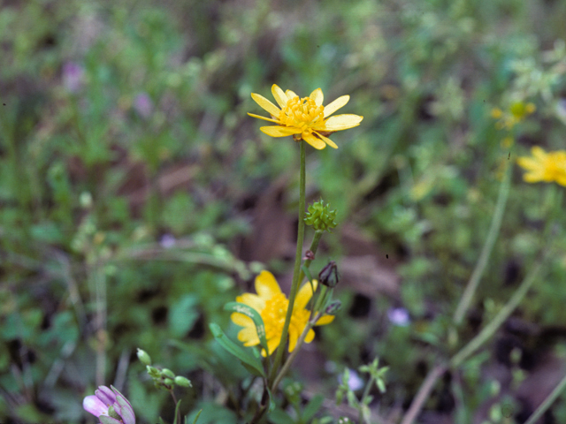 Ranunculus laxicaulis (Mississippi buttercup) #25356