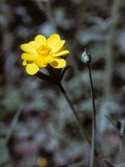 Ranunculus macranthus (Large buttercup) #25359