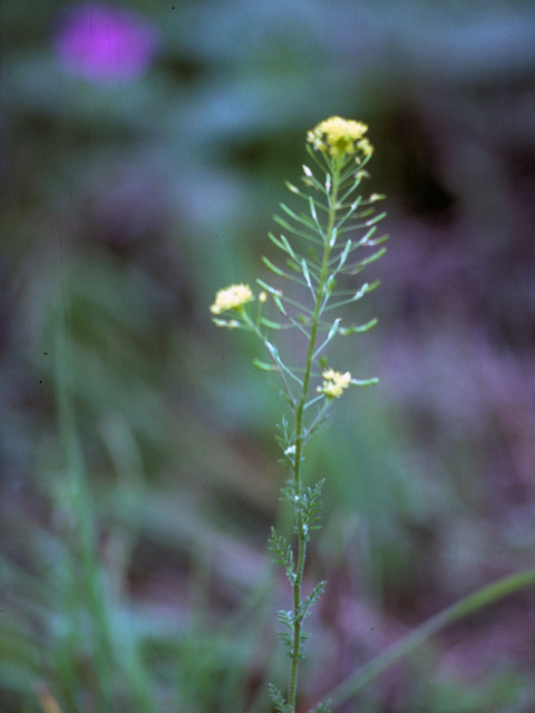 Descurainia incana (Mountain tansymustard) #25378