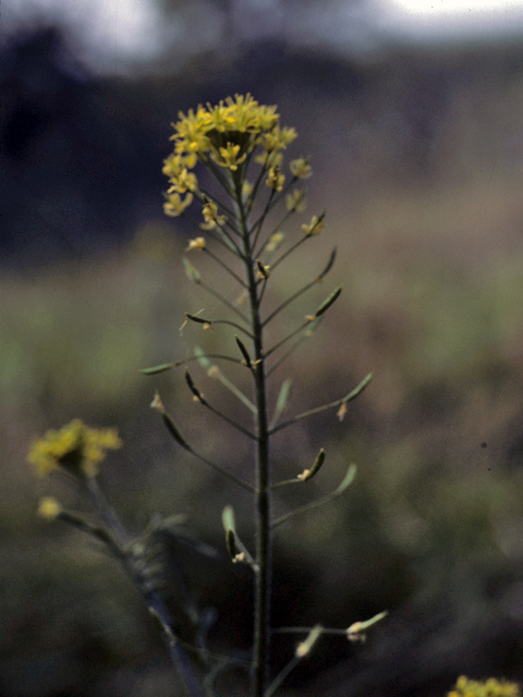 Descurainia pinnata (Western tansymustard) #25379