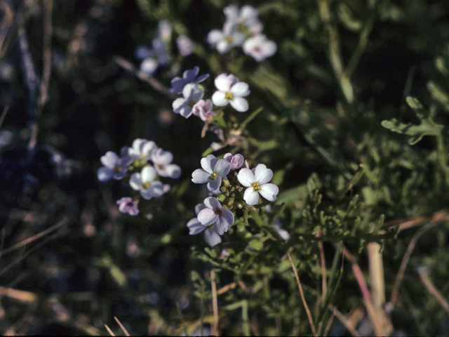 Cakile geniculata (Gulf searocket) #25387