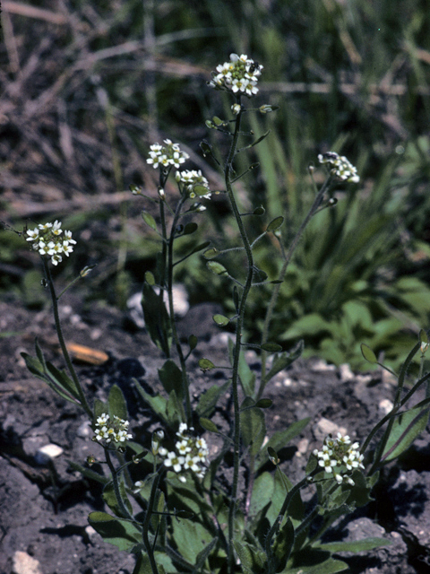 Draba platycarpa (Broadpod draba) #25388