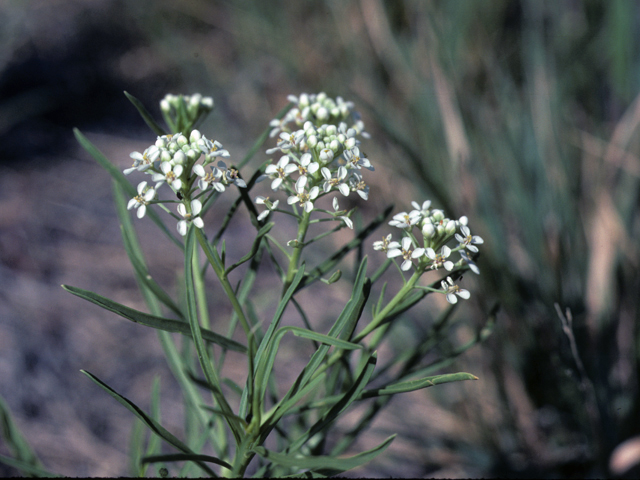 Lepidium montanum (Mountain peppergrass) #25390