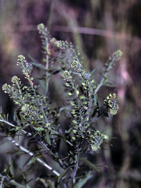 Lepidium lasiocarpum (Shaggyfruit pepperweed) #25391