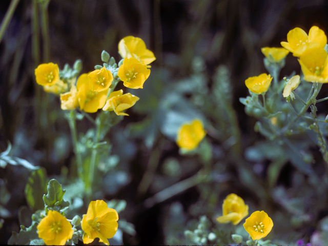 Lesquerella auriculata (Earleaf bladderpod) #25396