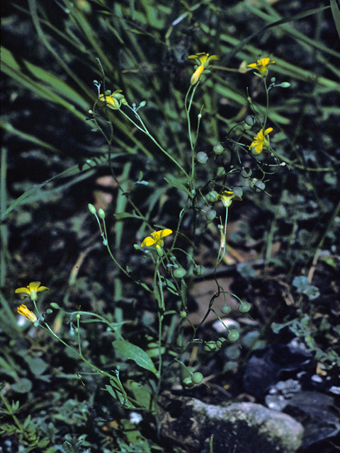 Lesquerella recurvata (Gaslight bladderpod) #25397