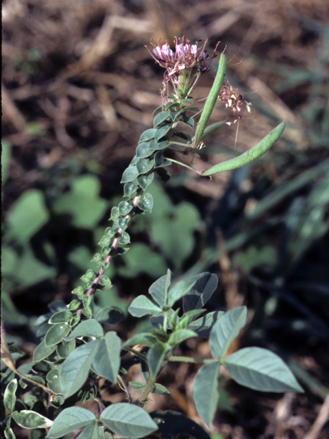 Polanisia dodecandra (Redwhisker clammyweed) #25403