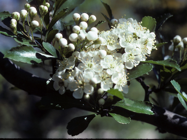 Crataegus spathulata (Littlehip hawthorn) #25410