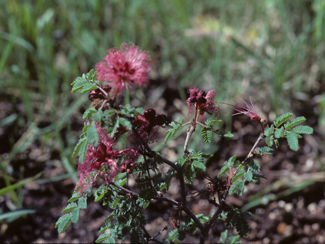 Calliandra conferta (Rio grande stickpea) #25426