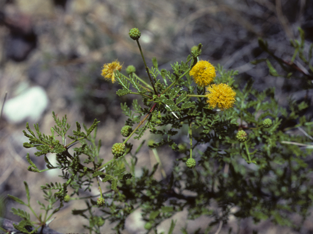 Vachellia vernicosa (Viscid acacia) #25428