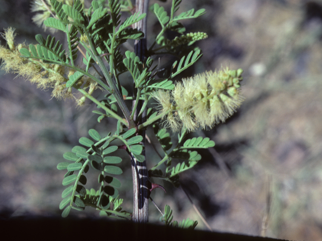 Senegalia greggii (Gregg acacia) #25430