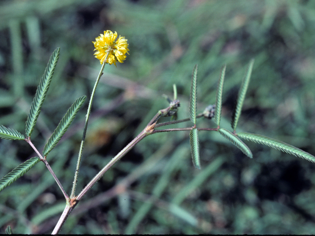 Neptunia pubescens (Tropical puff) #25436