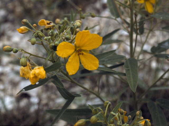 Senna roemeriana (Twoleaf senna) #25439