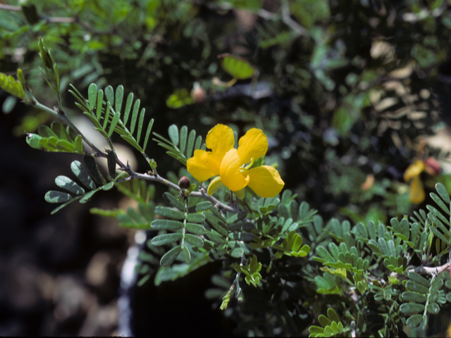 Chamaecrista greggii (Gregg's sensitive pea) #25441