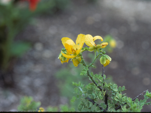 Senna wislizeni (Canyon senna) #25442