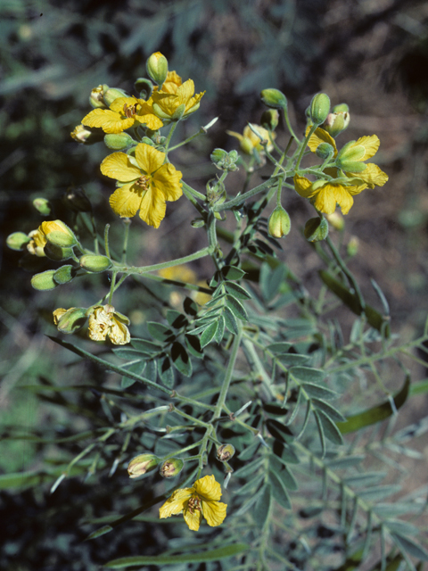 Senna lindheimeriana (Lindheimer's senna) #25445