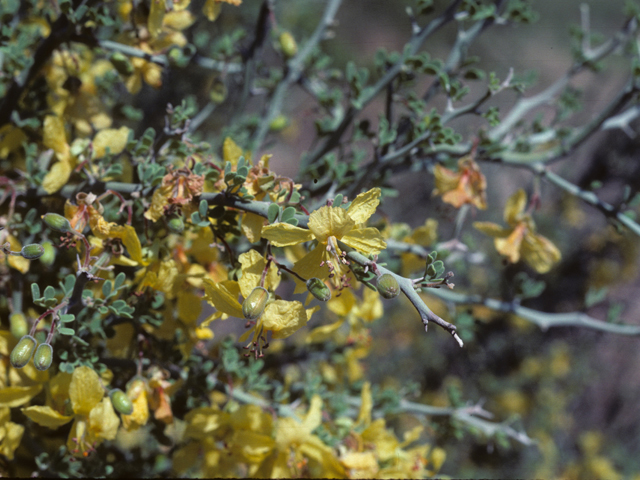 Parkinsonia texana (Texas paloverde) #25447