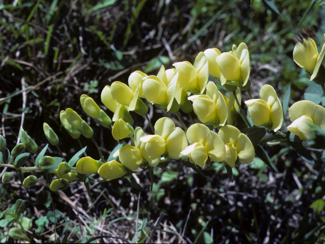 Baptisia bracteata var. laevicaulis (Longbract wild indigo) #25455